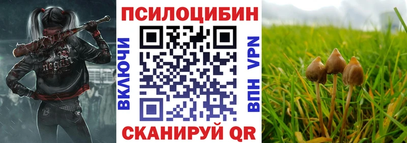 что такое   Шумиха  OMG ССЫЛКА  Псилоцибиновые грибы Psilocybe 